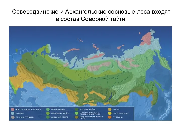 Северодвинские и Архангельские сосновые леса входят в состав Северной тайги