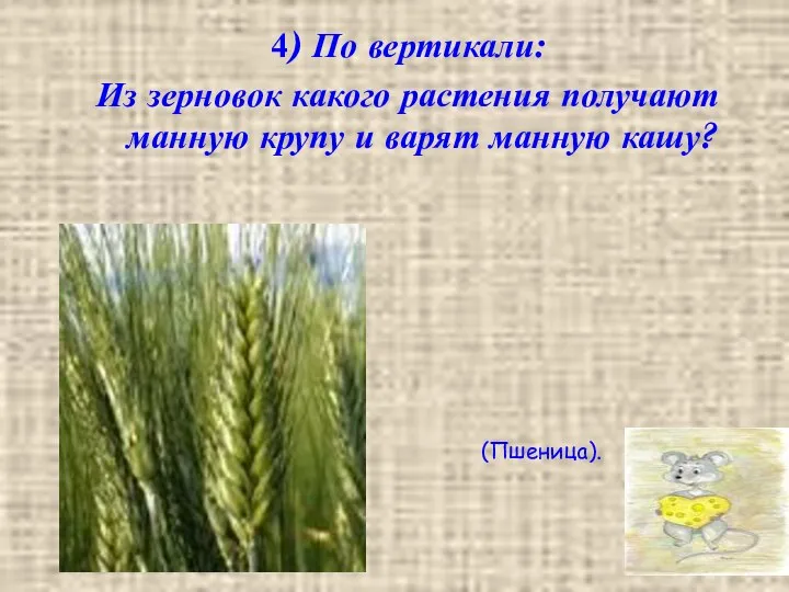 4) По вертикали: Из зерновок какого растения получают манную крупу и варят манную кашу? (Пшеница).