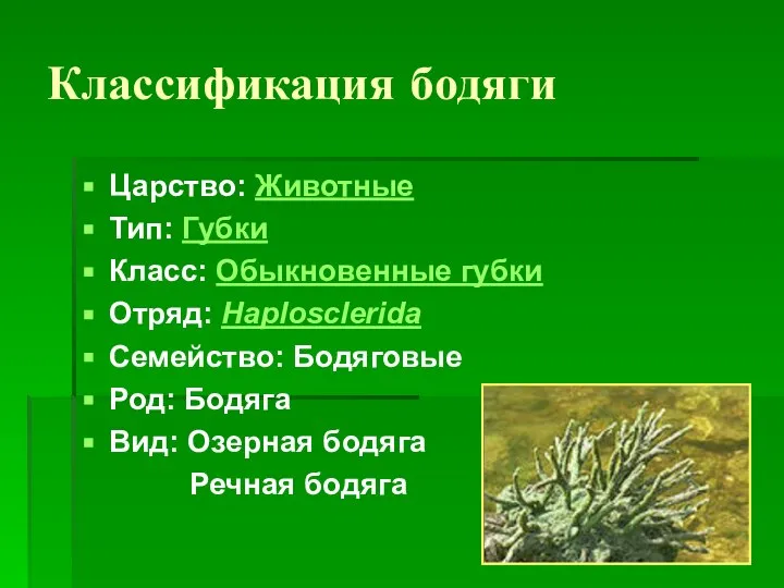 Классификация бодяги Царство: Животные Тип: Губки Класс: Обыкновенные губки Отряд: Haplosclerida