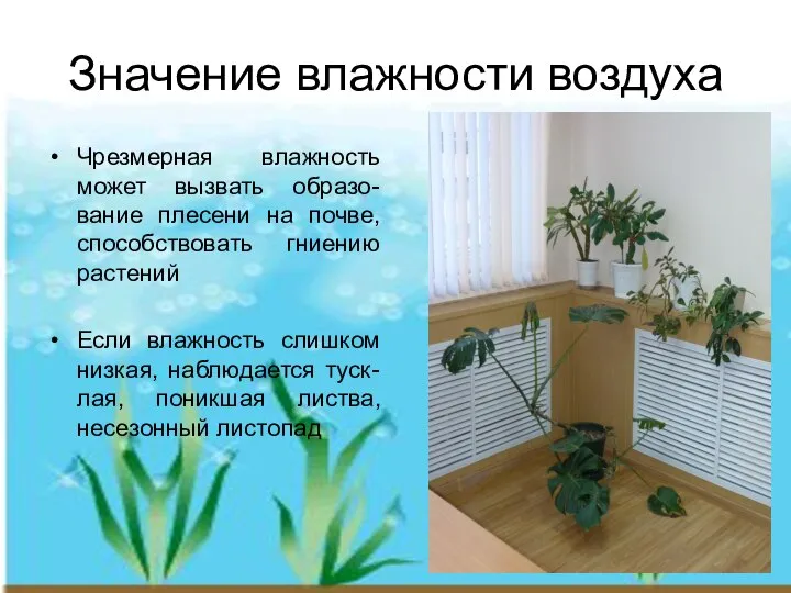 Значение влажности воздуха Чрезмерная влажность может вызвать образо-вание плесени на почве,