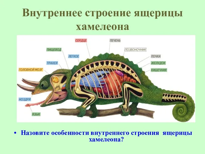 Внутреннее строение ящерицы хамелеона Назовите особенности внутреннего строения ящерицы хамелеона?