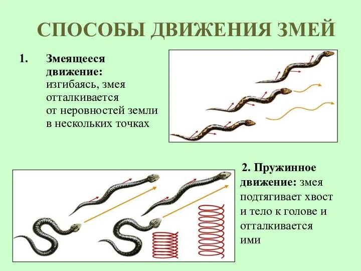 СПОСОБЫ ДВИЖЕНИЯ ЗМЕЙ Змеящееся движение: изгибаясь, змея отталкивается от неровностей земли