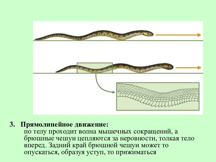 3. Прямолинейное движение: по телу проходит волна мышечных сокращений, а брюшные