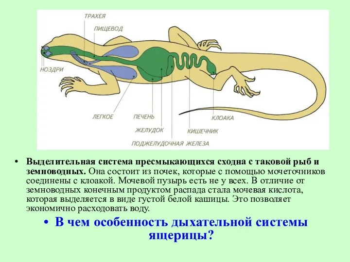 Выделительная система пресмыкающихся сходна с таковой рыб и земноводных. Она состоит