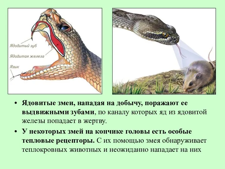 Ядовитые змеи, нападая на добычу, поражают ее выдвижными зубами, по каналу