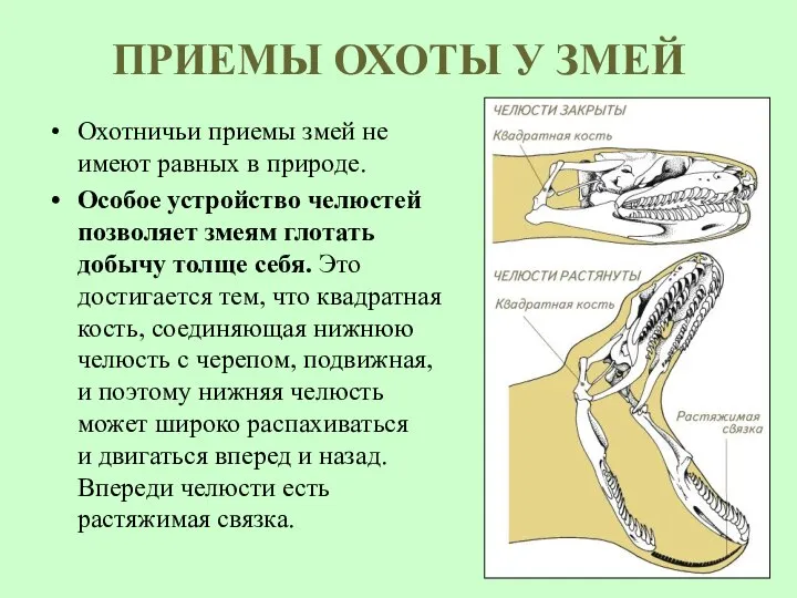 ПРИЕМЫ ОХОТЫ У ЗМЕЙ Охотничьи приемы змей не имеют равных в