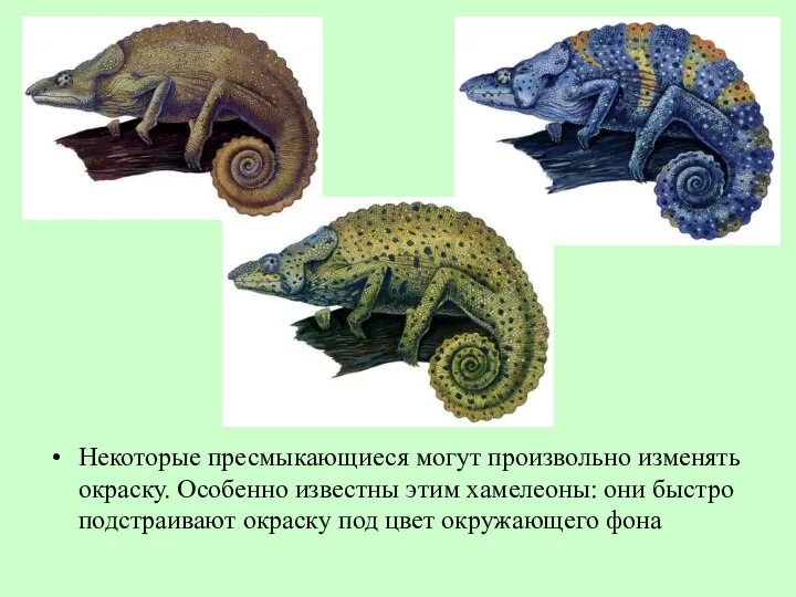 Некоторые пресмыкающиеся могут произвольно изменять окраску. Особенно известны этим хамелеоны: они