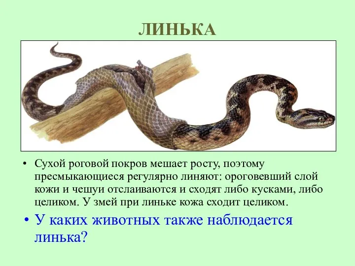 ЛИНЬКА Сухой роговой покров мешает росту, поэтому пресмыкающиеся регулярно линяют: ороговевший