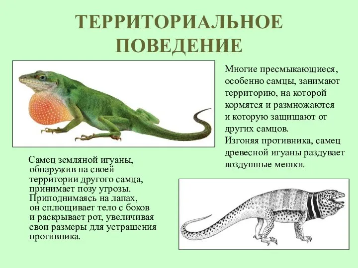 ТЕРРИТОРИАЛЬНОЕ ПОВЕДЕНИЕ Самец земляной игуаны, обнаружив на своей территории другого самца,