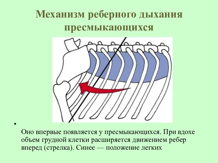 Механизм реберного дыхания пресмыкающихся Оно впервые появляется у пресмыкающихся. При вдохе