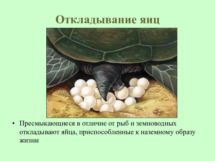 Откладывание яиц Пресмыкающиеся в отличие от рыб и земноводных откладывают яйца, приспособленные к наземному образу жизни