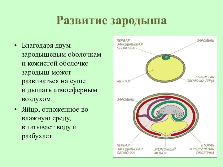 Развитие зародыша Благодаря двум зародышевым оболочкам и кожистой оболочке зародыш может