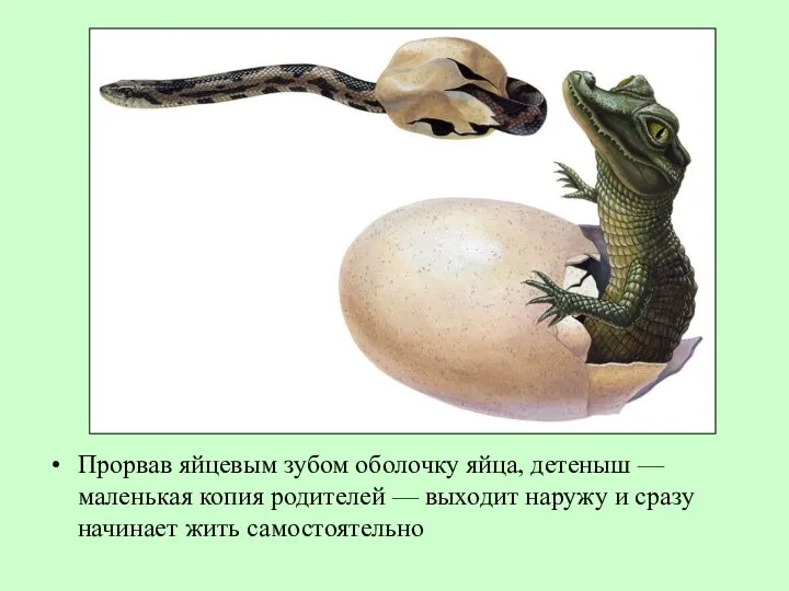 Прорвав яйцевым зубом оболочку яйца, детеныш — маленькая копия родителей —