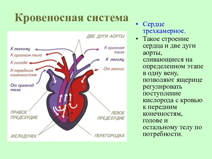 Кровеносная система Сердце трехкамерное. Такое строение сердца и две дуги аорты,