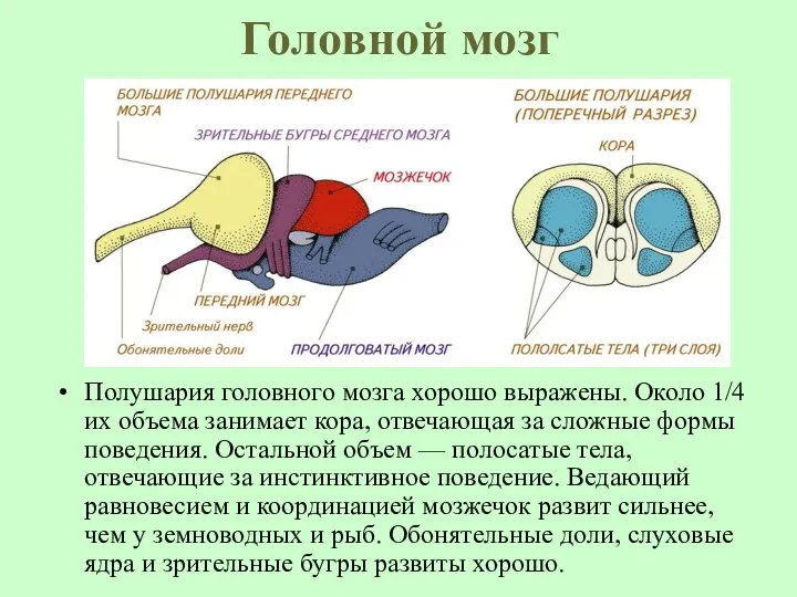 Головной мозг Полушария головного мозга хорошо выражены. Около 1/4 их объема