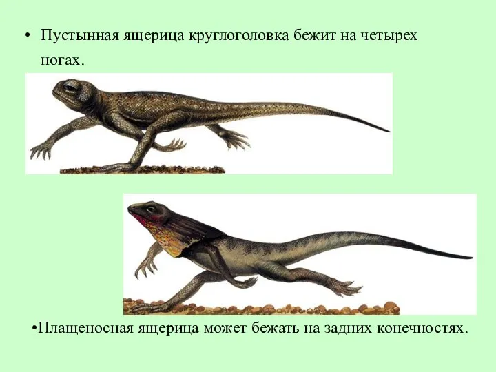 Пустынная ящерица круглоголовка бежит на четырех ногах. Плащеносная ящерица может бежать на задних конечностях.