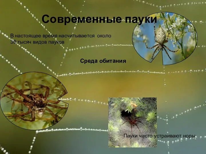 Среда обитания Современные пауки В настоящее время насчитывается около 30 тысяч