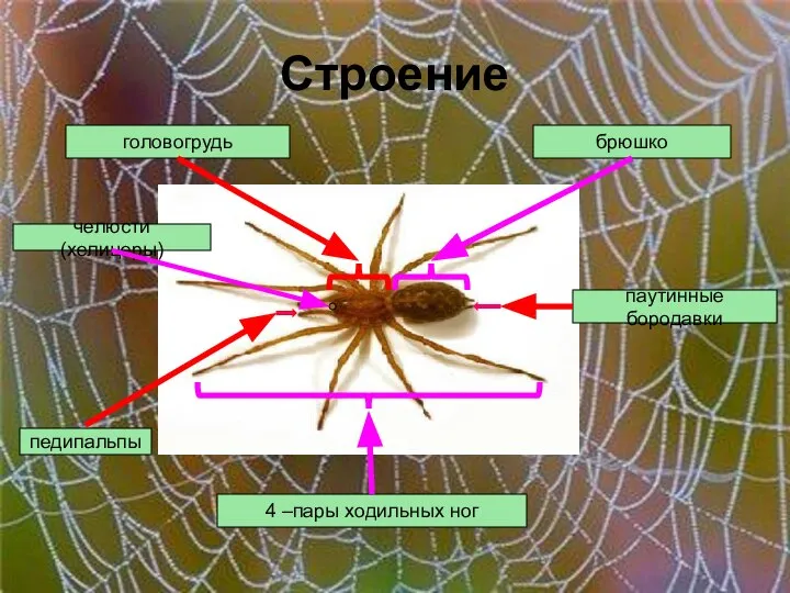 Строение головогрудь педипальпы 4 –пары ходильных ног брюшко паутинные бородавки челюсти (хелицеры)