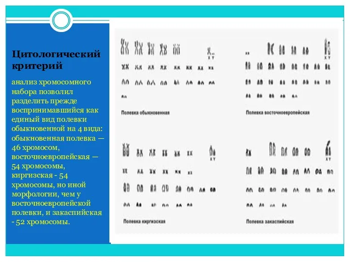Цитологический критерий анализ хромосомного набора позволил разделить прежде воспринимавшийся как единый