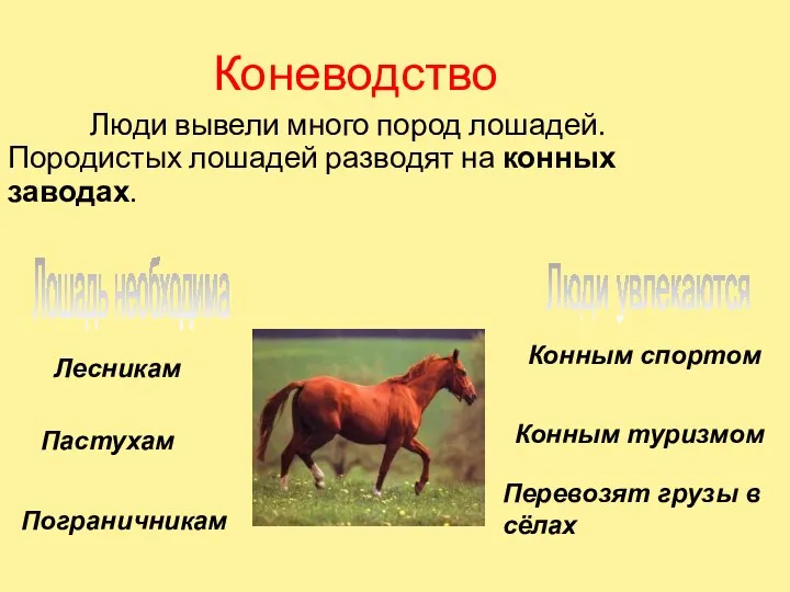 Коневодство Люди вывели много пород лошадей. Породистых лошадей разводят на конных