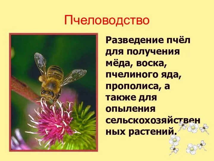 Разведение пчёл для получения мёда, воска, пчелиного яда, прополиса, а также для опыления сельскохозяйственных растений. Пчеловодство