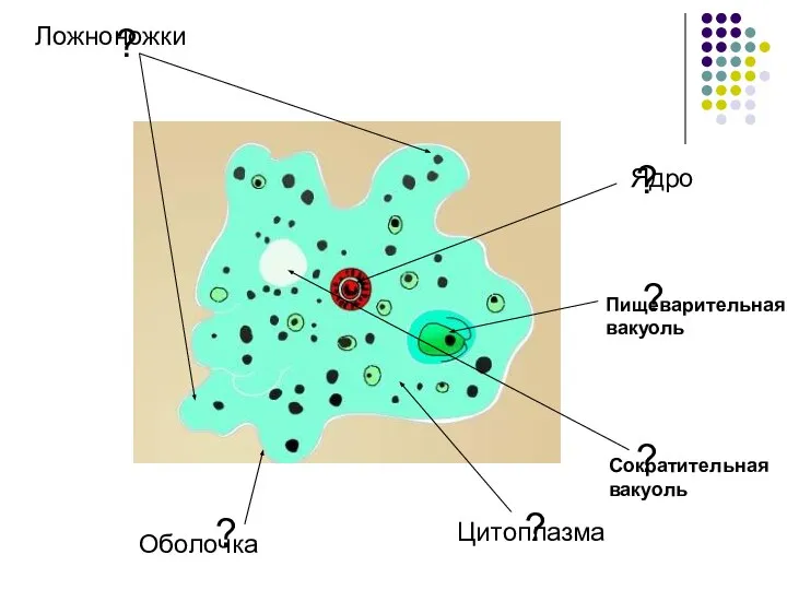 ? ? ? ? ? ? Ложноножки Оболочка Цитоплазма Ядро Сократительная вакуоль Пищеварительная вакуоль