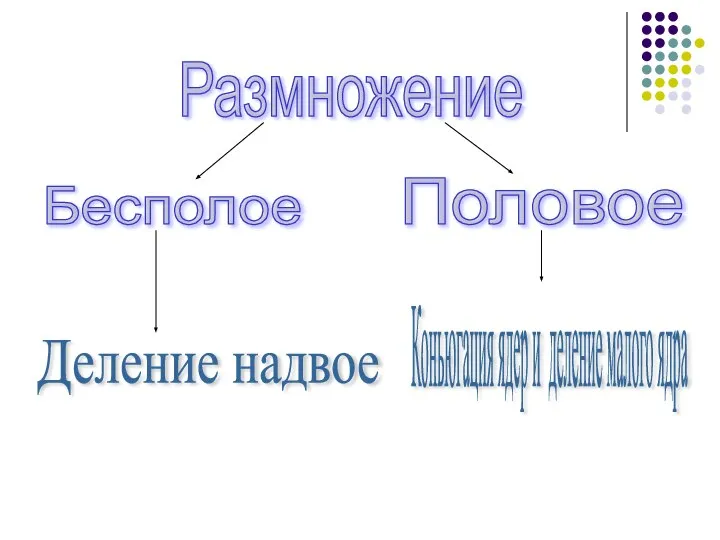 Бесполое Размножение Половое Коньюгация ядер и деление малого ядра Деление надвое