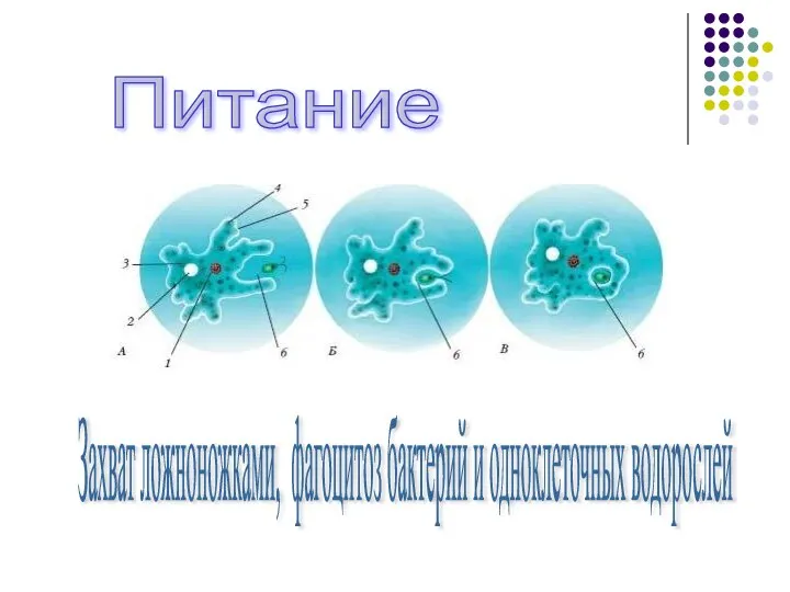 Питание Захват ложноножками, фагоцитоз бактерий и одноклеточных водорослей