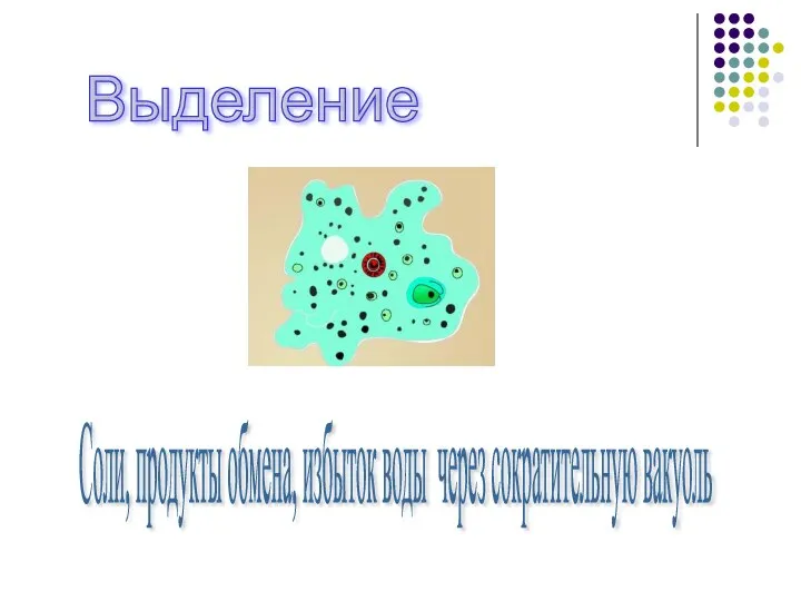 Выделение Соли, продукты обмена, избыток воды через сократительную вакуоль