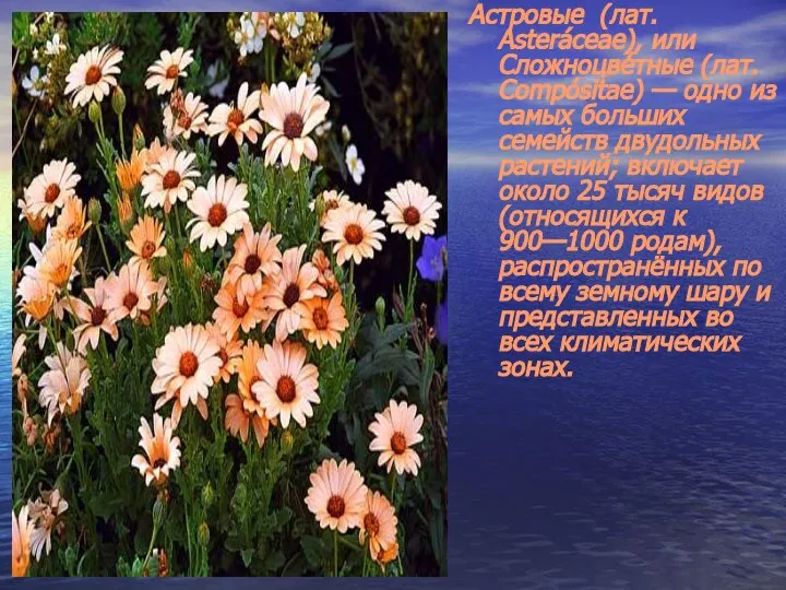 Астровые (лат. Asteráceae), или Сложноцве́тные (лат. Compósitae) — одно из самых