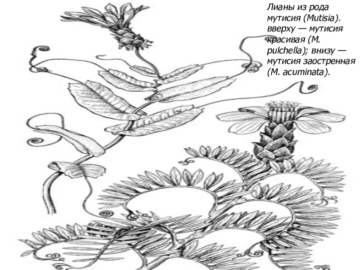 Лианы из рода мутисия (Mutisia). вверху — мутисия красивая (М. pulchella);