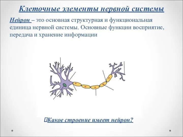 Клеточные элементы нервной системы Нейрон – это основная структурная и функциональная