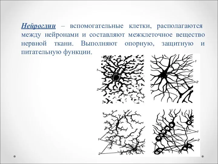 Нейроглии – вспомогательные клетки, располагаются между нейронами и составляют межклеточное вещество