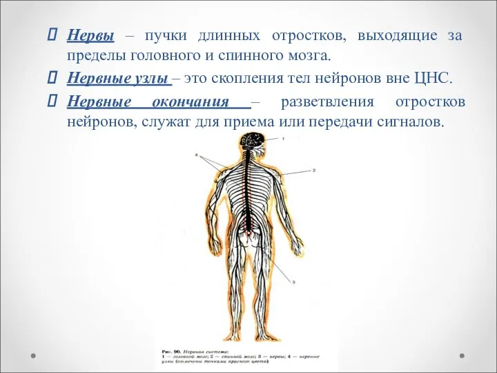 Нервы – пучки длинных отростков, выходящие за пределы головного и спинного