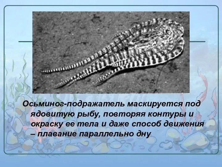 Осьминог-подражатель маскируется под ядовитую рыбу, повторяя контуры и окраску ее тела