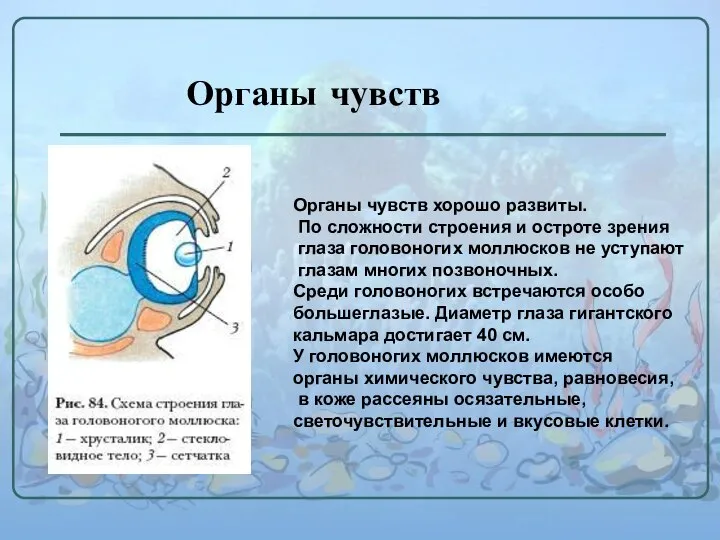 Органы чувств Органы чувств хорошо развиты. По сложности строения и остроте