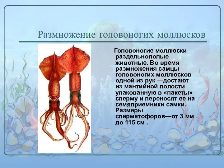 Размножение головоногих моллюсков Головоногие моллюски раздельнополые животные. Во время размножения самцы