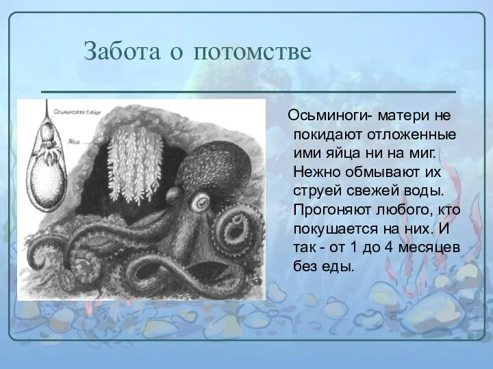 Забота о потомстве Осьминоги- матери не покидают отложенные ими яйца ни