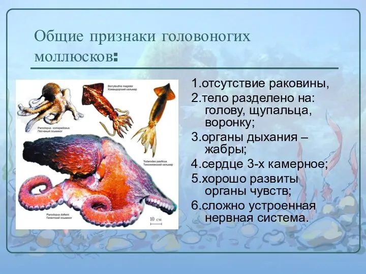 Общие признаки головоногих моллюсков: 1.отсутствие раковины, 2.тело разделено на: голову, щупальца,