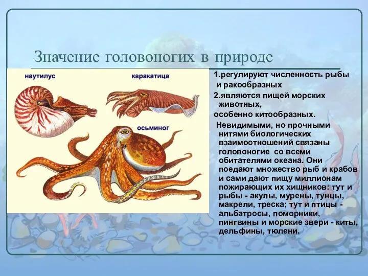 Значение головоногих в природе 1.регулируют численность рыбы и ракообразных 2.являются пищей