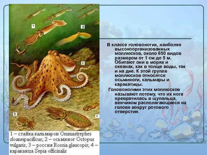 В классе головоногих, наиболее высокоорганизованных моллюсков, около 650 видов размером от