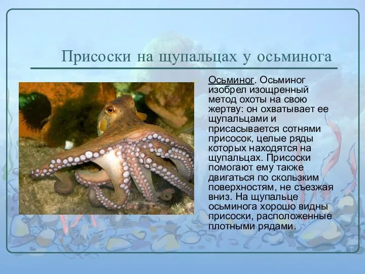 Присоски на щупальцах у осьминога Осьминог. Осьминог изобрел изощренный метод охоты