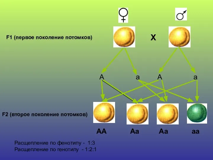 F1 (первое поколение потомков) Х А а А а F2 (второе