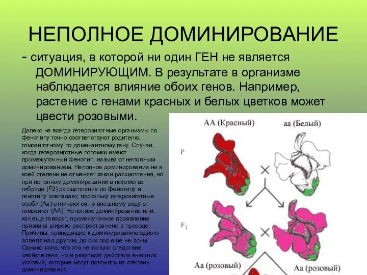 НЕПОЛНОЕ ДОМИНИРОВАНИЕ - ситуация, в которой ни один ГЕН не является