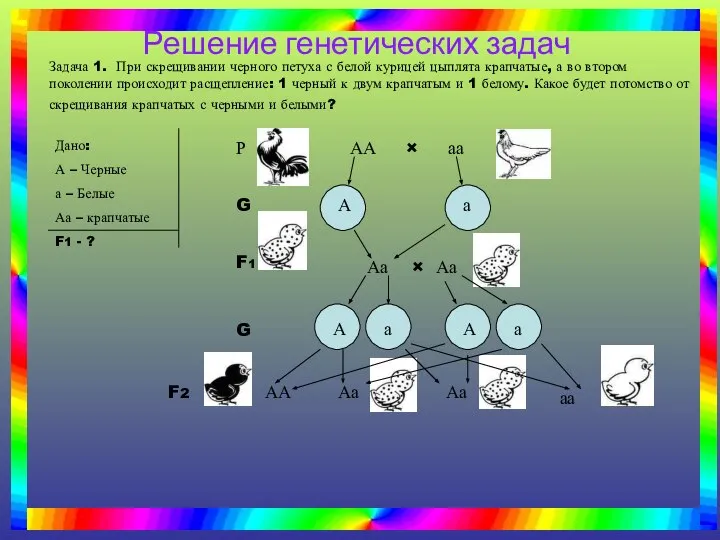 Задача 1. При скрещивании черного петуха с белой курицей цыплята крапчатые,