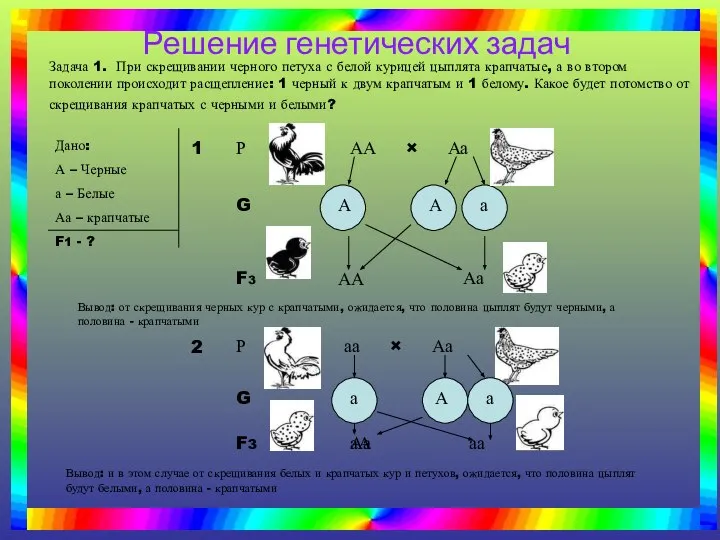 Задача 1. При скрещивании черного петуха с белой курицей цыплята крапчатые,