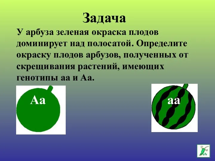 У арбуза зеленая окраска плодов доминирует над полосатой. Определите окраску плодов