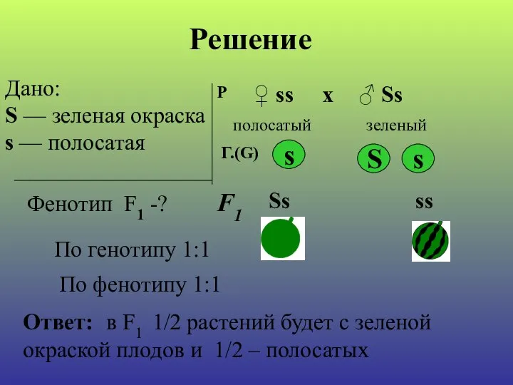 Дано: S — зеленая окраска s — полосатая Фенотип F1 -?