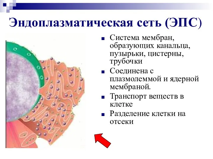 Эндоплазматическая сеть (ЭПС) Система мембран, образующих канальца, пузырьки, цистерны, трубочки Соединена