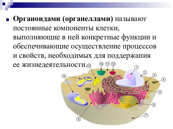 Органоидами (органеллами) называют постоянные компоненты клетки, выполняющие в ней конкретные функции